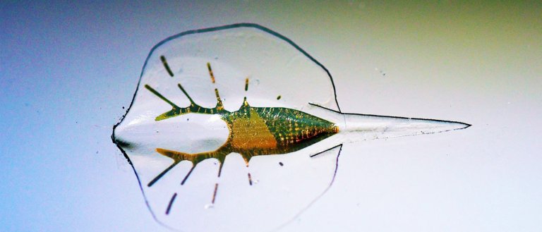 Artificial Human Heart May Just Be Possible Thanks to This Silicon Stingray