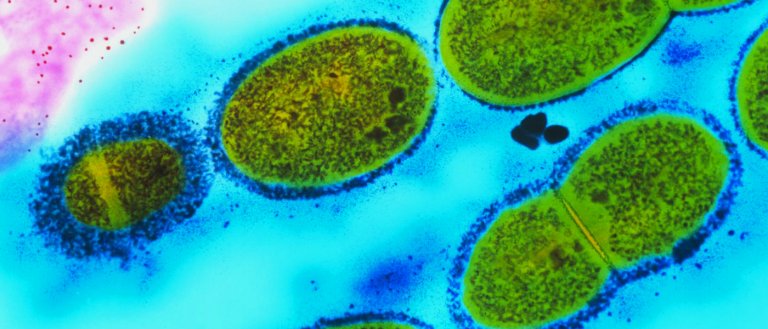 Genetically Engineered Bacteria Can Fight Liver Tumors