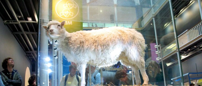 The Age of Cloning: All of Dolly the Sheep’s Clones Are ‘Healthy’