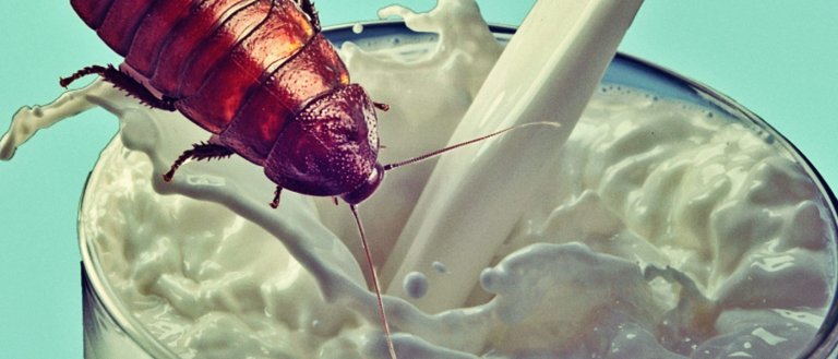 Scientists Bring New Meaning to ‘Bug Juice’ With Nutritious Cockroach ‘Milk’
