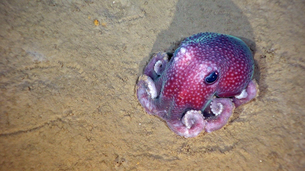  A benthic octopus found off the coast of Nova Scotia. Credit:DFO