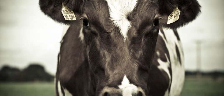 A No-Slaughter Leather Startup Just Raised $53 Million