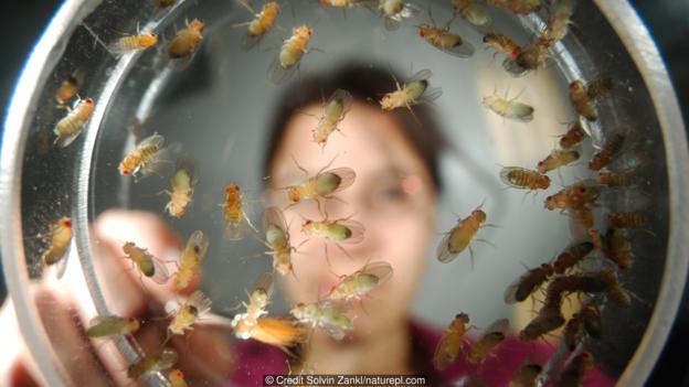 The tedious task: segregating fruit flies. Credit Solvin Zankl/naturepl.com