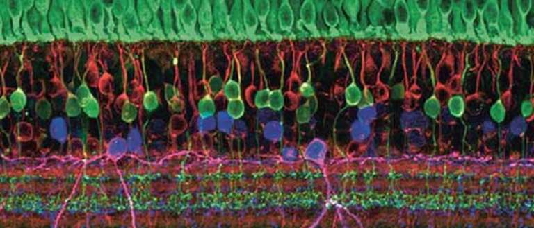 We’re Understanding How The Brain Functions By Linking Retinas To Chips