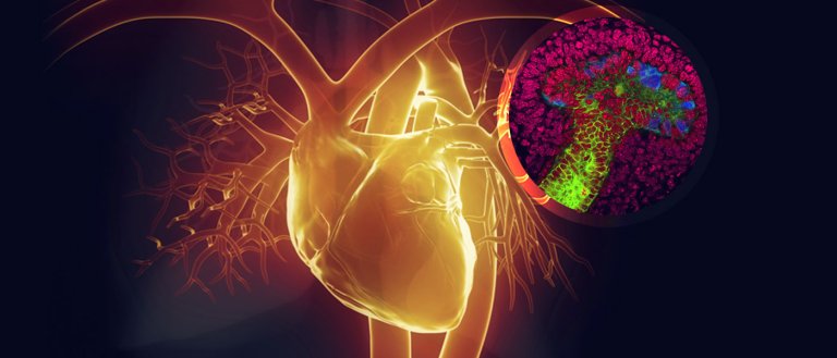 Stanford Researchers ‘Trick’ Human Stem Cells To Regenerate Faster
