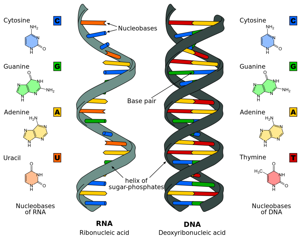 Source: DifferenceBetween.net