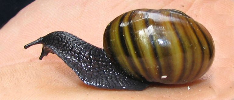 Scientists Warn That Many Snail Species Are Nearing Extinction