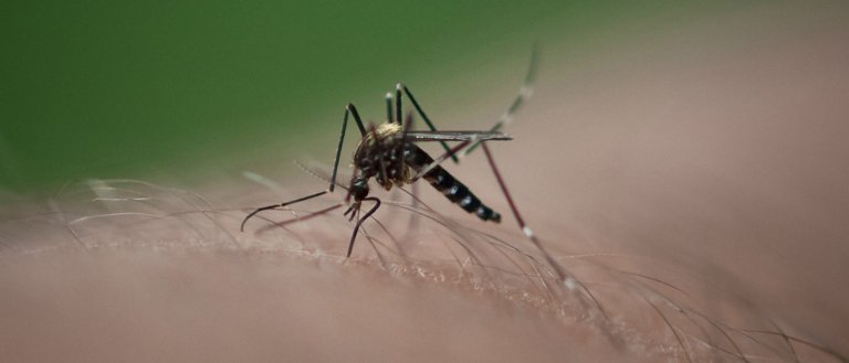 FDA-Approved Genetically Modified Mosquitoes Will Combat Zika Virus