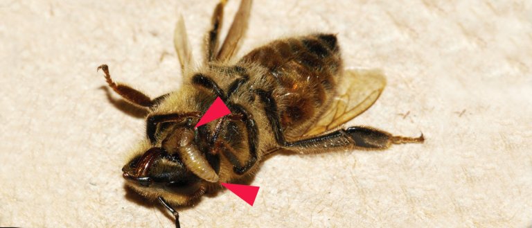 Fly Creating ‘Zombie Bees’ Arrive in Canada for the First Time