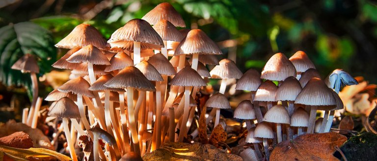 Fungi: The New Hope For Recycling E-Waste