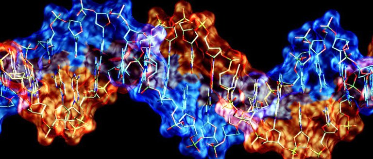 Study Shows Why We Are Made of DNA and Not RNA