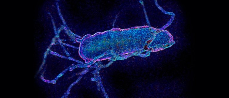 Geneticists Radically Alter the Genetic Code of E. Coli