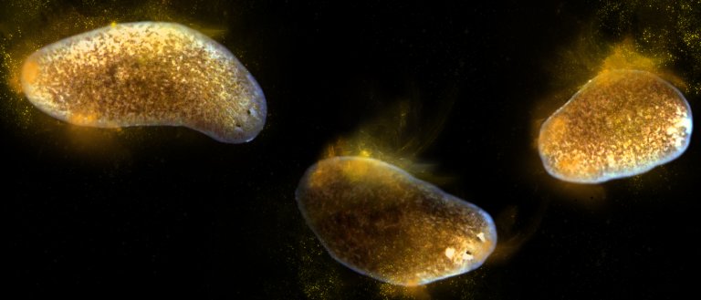 Researchers Have Discovered How to Facilitate an Organism’s Regeneration