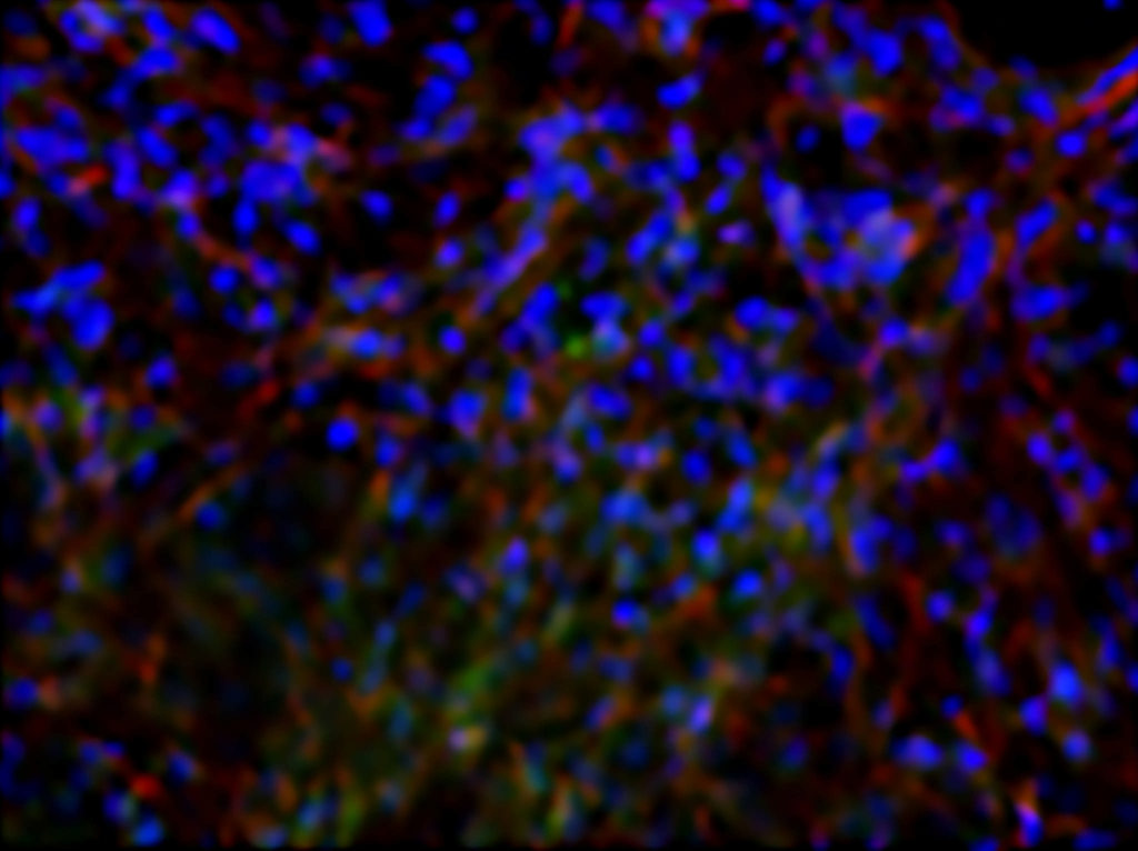 bone_cell_1024