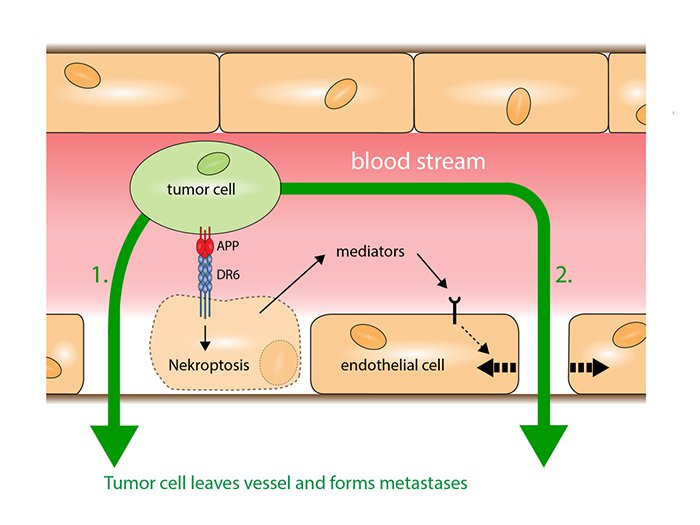 MPI for Heart and Lung Research