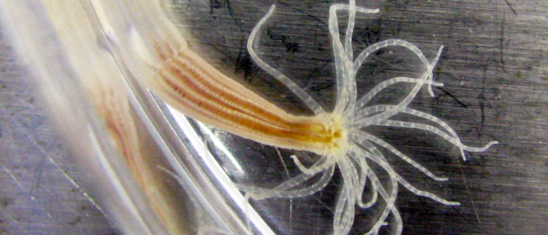 Sea Anemones Could be the Key to Restoring Hearing Loss