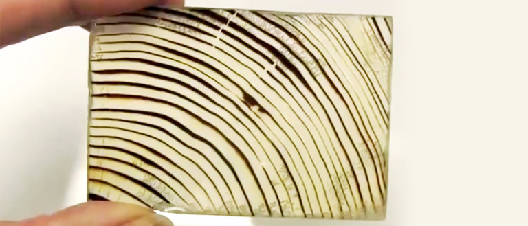 Scientists Invent Transparent Windows Made out of Wood