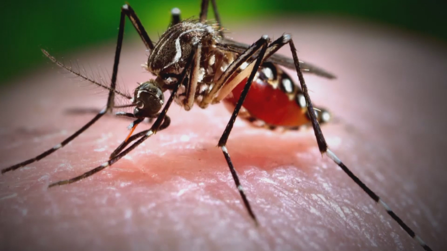 Zika virus carrier mosquito Credit: CBS