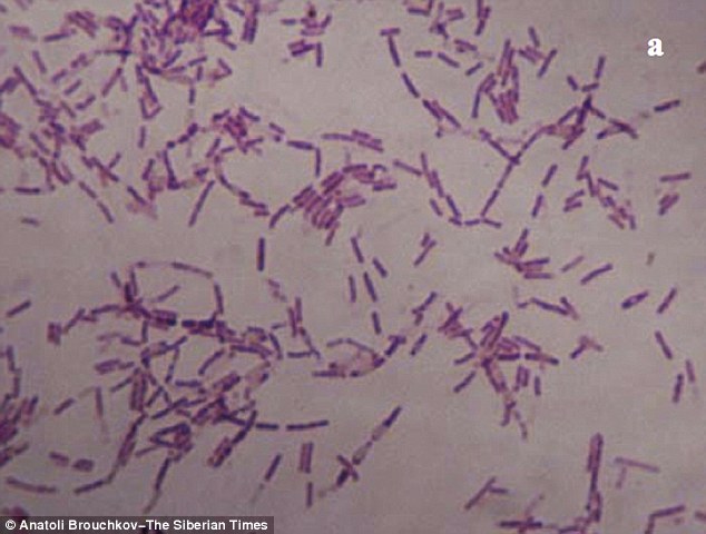 The bacteria Bacillus F, found in permafrost, is thought to be 3.5 million years old. - DailyMail
