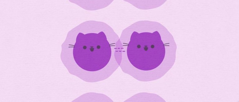 schrodinger's cat quantum cat cat state quantum mechanics quantum physics