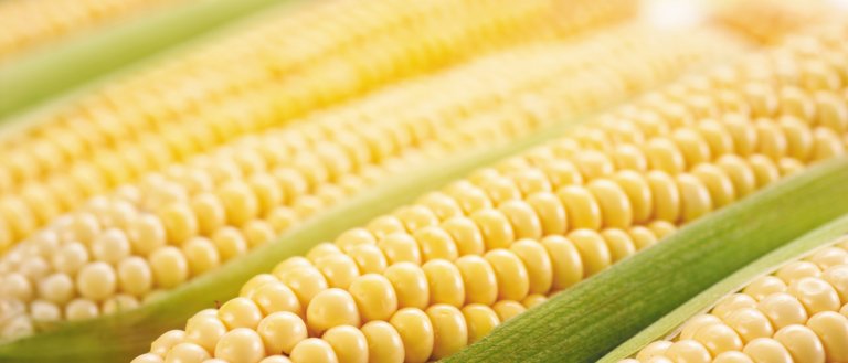 Monsanto Just Got the First CRISPR License to Modify Crops