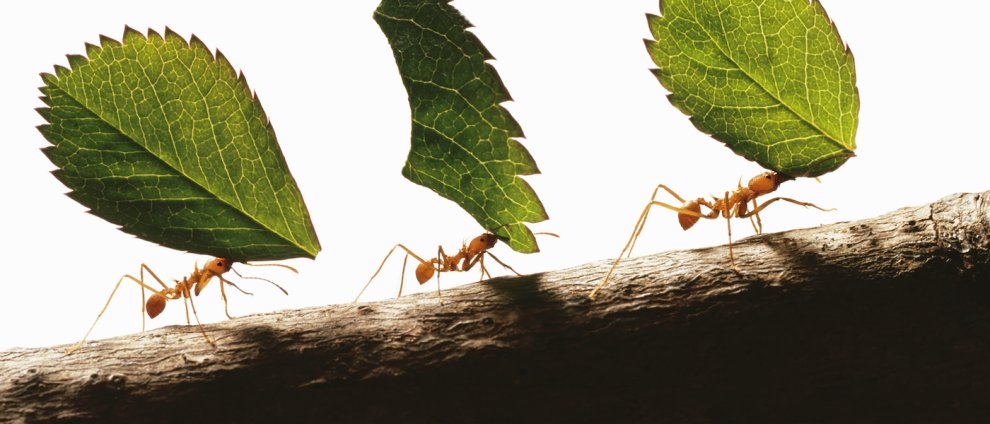 One Superbug Meets Another: Ants Could Be the Key to Battling ...