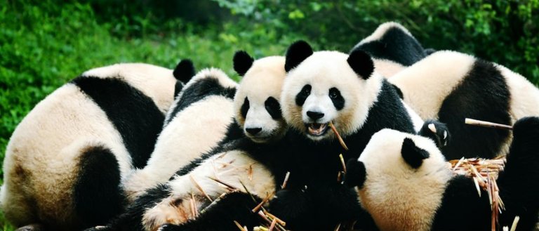 Pandas On The Rise! These Gentle Giants Are Endangered No More