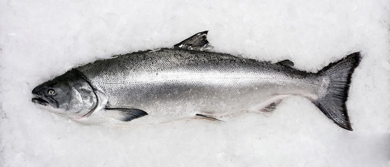 Scientists Have Turned Fish Scales into a Power Source