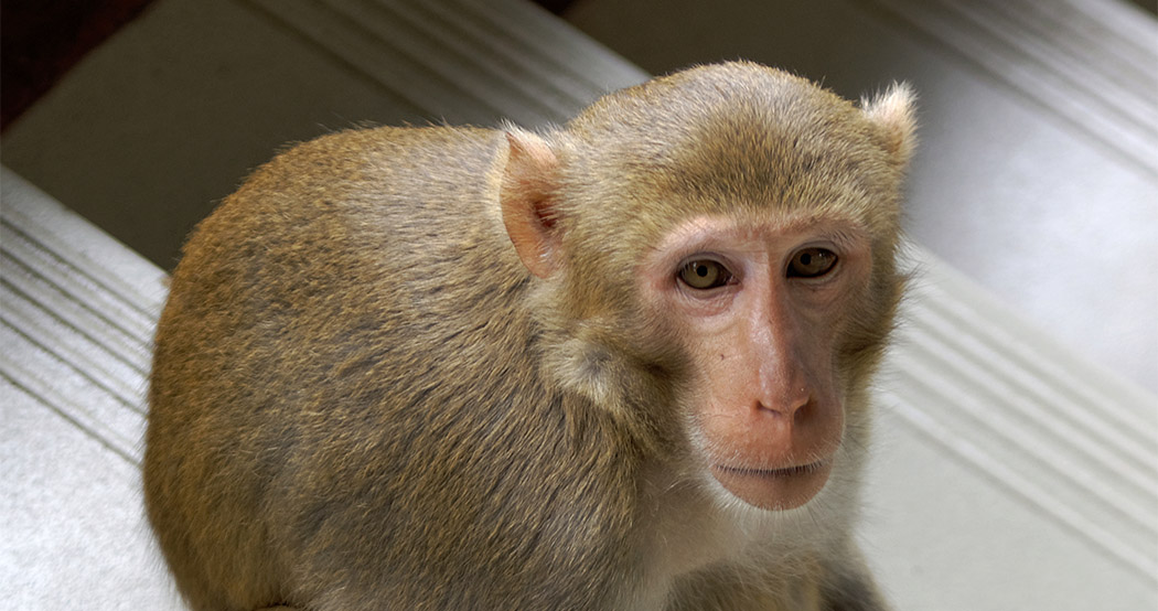 typing monkeys assistive communication brain implant