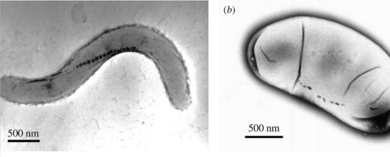 Magnetic Bacteria Could be Key in Targeting (and Destroying) Tumors