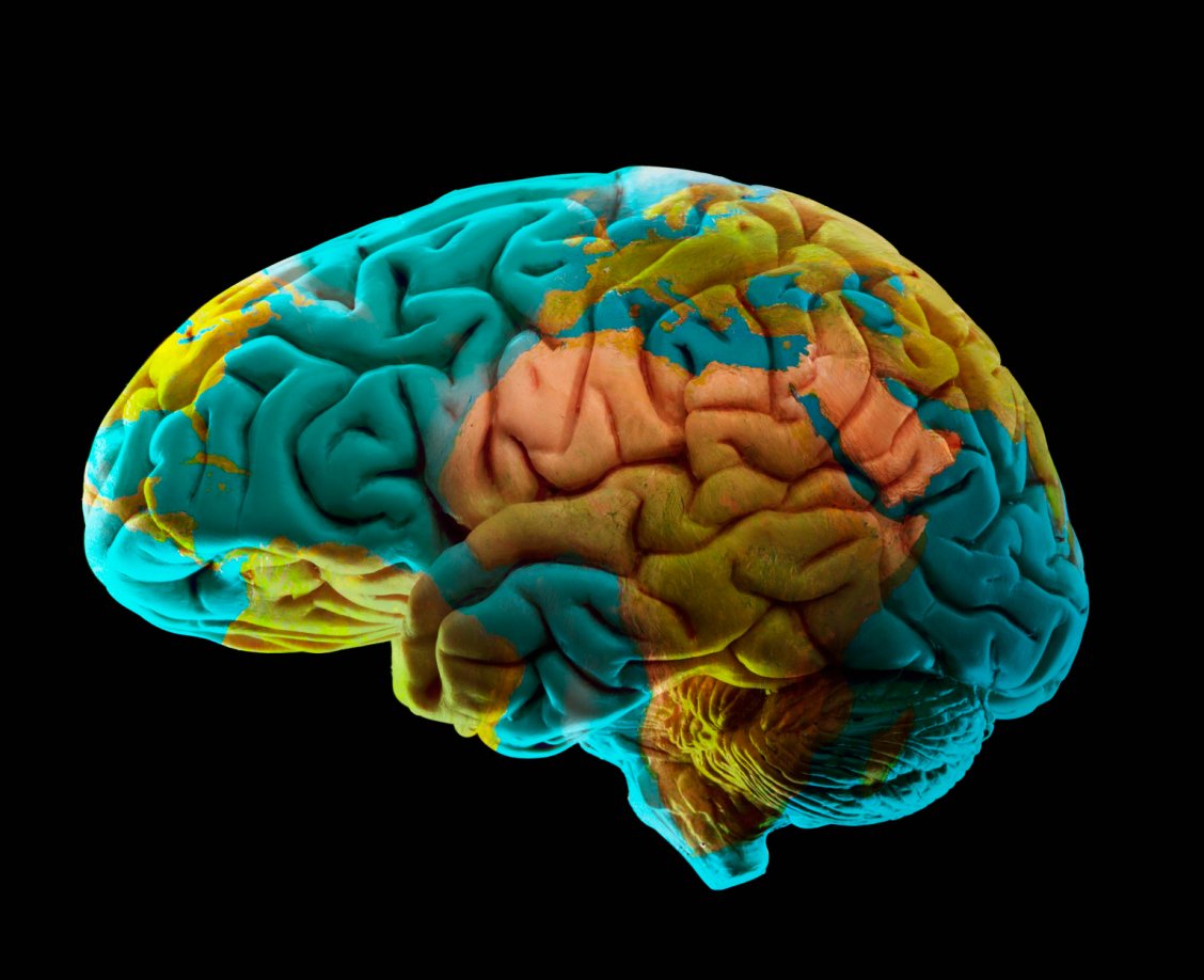 Scientists Unveil a New Map of the Brain With Unrivaled Resolution