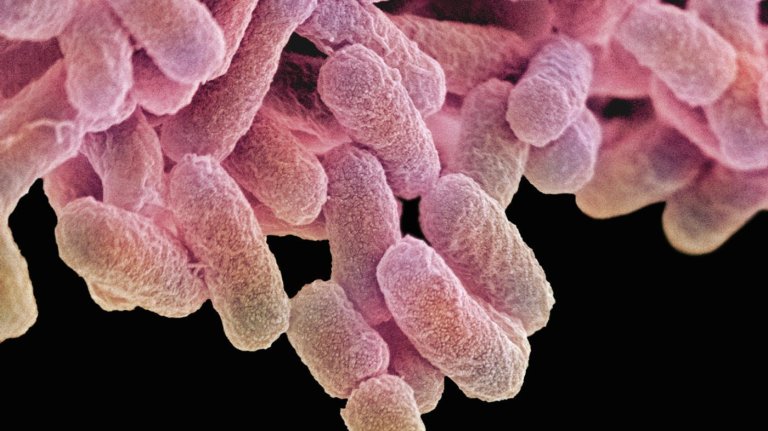 UN Classifies Antibiotic Resistance as a Crisis, Putting It on Par With Ebola and HIV