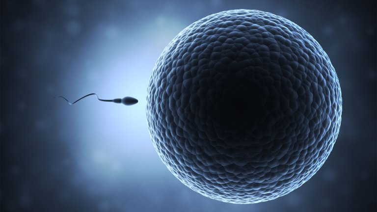 Just Add Sperm: Breakthrough Could Let Us Make Babies Without an Egg
