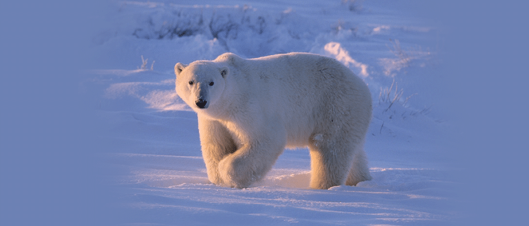 Melting Arctic Ice Is Hurting More Than Just Polar Bears