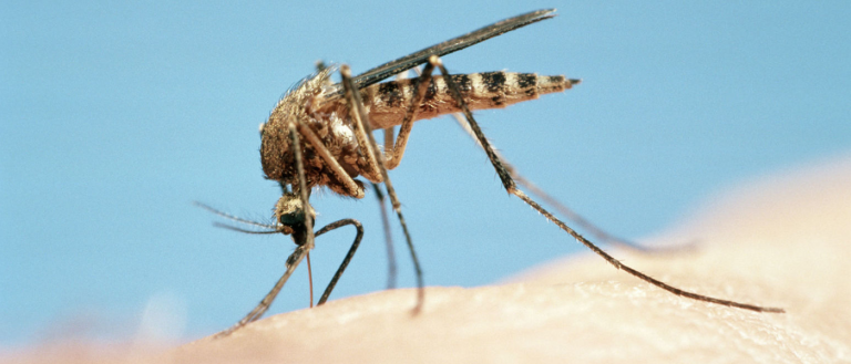 Scientists Could Eradicate Malaria by Altering Mosquitoes DNA, But Should They?