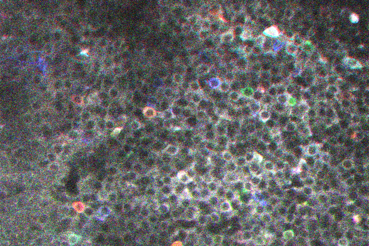 Credits: Susanne Reichinnek/Institut de neurobiologie de la mediterranee