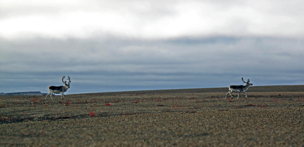 Peary caribou