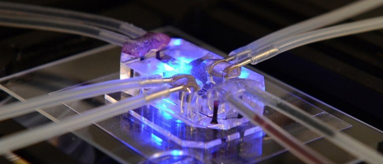 So Long, Animal Testing? Researchers 3D Print the First Heart-On-A-Chip