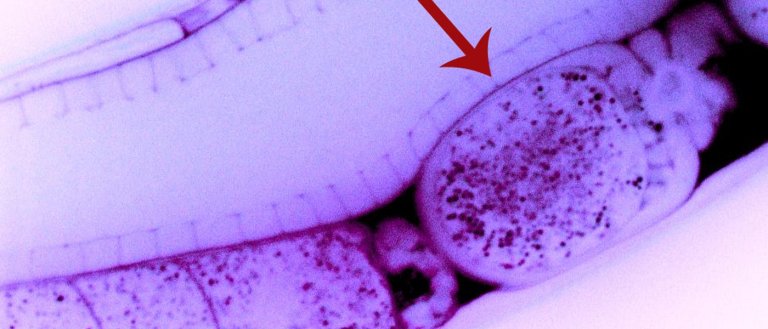 A Parent’s Life Experiences Can Alter Their Offspring’s Genes