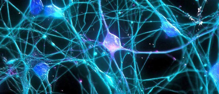 Scientists May Have Reactivated The Gene That Causes Neurons To Stop Growing