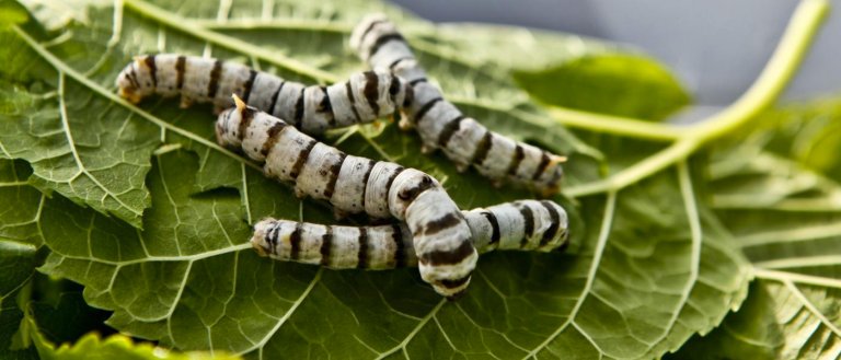 silk silkworms graphene carbon nantubes