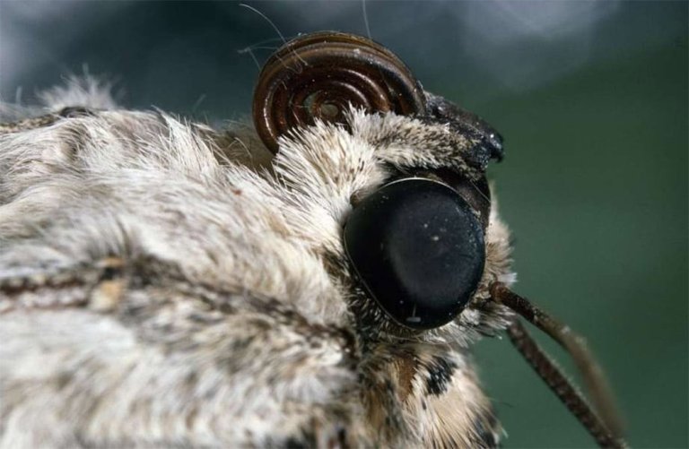 Moths’ Eyes Have Led to New Invisibility Tech