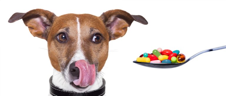Forever Young? There’s Officially An Anti-Aging Pill For Dogs