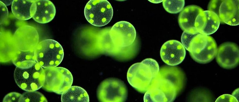 An Amoeba Engulfed a Bacterium to Become Photosynthetic