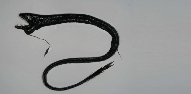 Making a Monster: Black Dragonfish, the Alien of the Deep