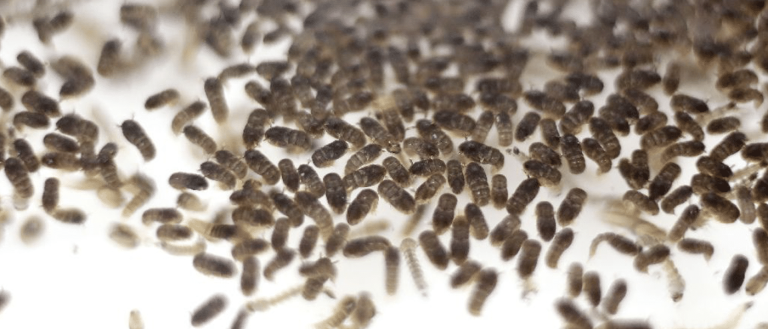 Factory-Made Mosquitoes Can Reduce Disease-Transmitting Populations by 90%