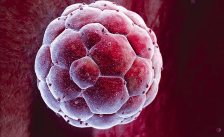 women's health ovary egg cells