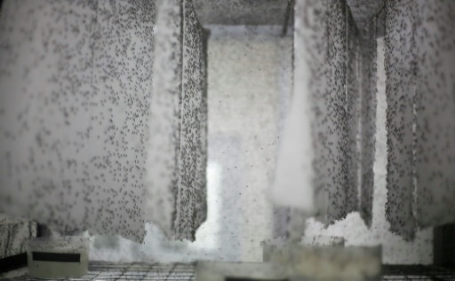 The Oxitec mosquito plant in Piracicaba. Credit:Phys