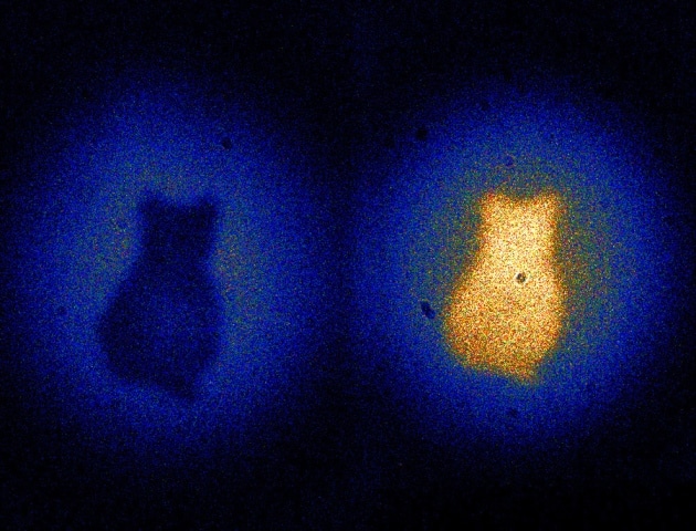 Cardboard cut-out of a cat is imaged by photons despite never going through the cut-out themselves. Credit: Gabriela Barreto Lemos.