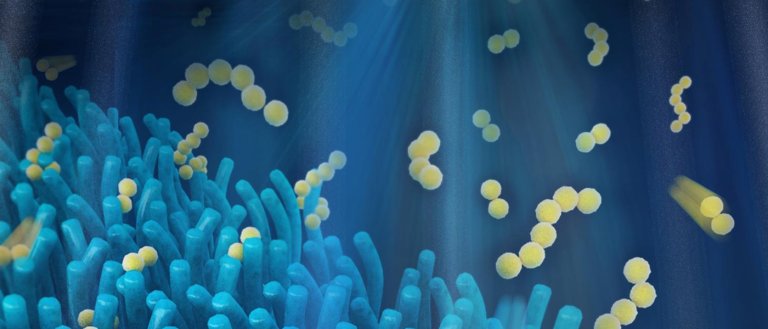 Batteries May Soon Store Five Times More Energy, Thanks to the Human Gut